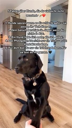 5 Fakten, die zeigen, wie sehr dein Hund dich liebt 🐾