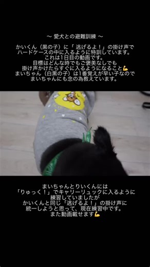 地震対策を考慮した犬の避難訓練