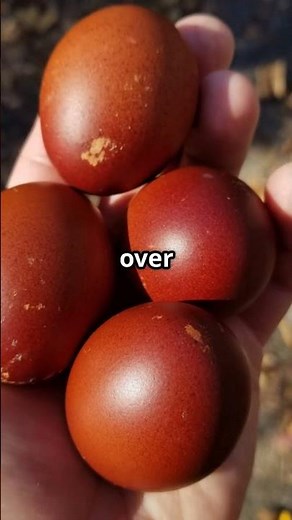 Marans - one of the most popular #backyardchickens in the U.S.