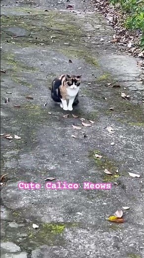 Cute Calico Meows 🐾 #calicocat #meowing #cat #cats #cute #kitty #catvideos #catlover #shorts