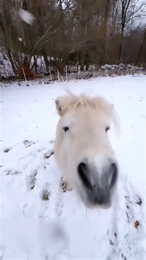 These Miniature Horses Are Unreal #adorable #animals #shorts
