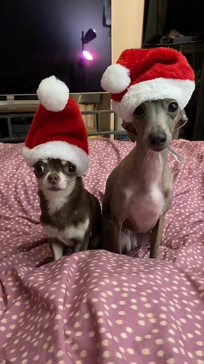 Festive Christmas Dog Costumes and Hats for Italian Greyhound and Chihuahua