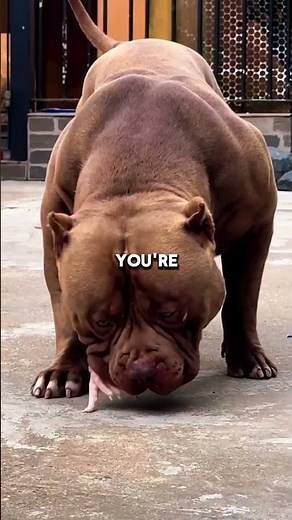 Before You Get a Pit Bull… Watch This