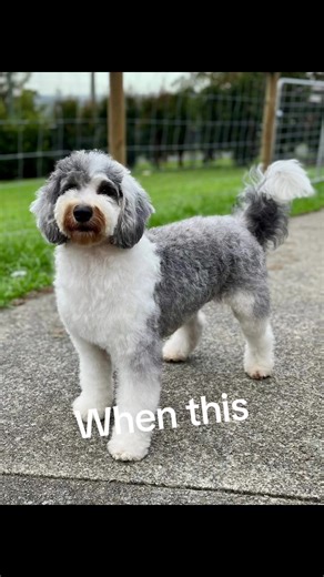 Perfection yet again! Amazing F1B Mini Sheepadoodles. Incredible Hip Scores for both parents. Over 245 genetic diseases tested, coat traits tested, temperament tested and proven parents. Rightpaw accredited breeder. Full dedication and a whole family effort to raise these stunning puppies. You don’t get much better than this. #minisheepadoodle #oldenglishsheepdog #miniaturepoodle #nonsheddingdogs #familydogs