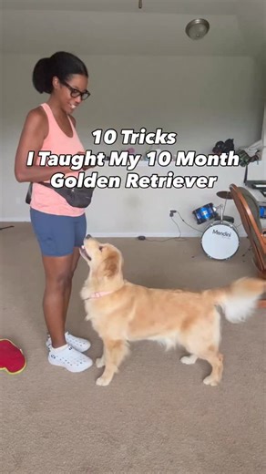 Keeping my puppy’s brain working hard with some trick practice. Shuri’s been working hard, and this week she showed off 10 new tricks toward her AKC advanced trick dog title 🐾the hardest to teach was “shy.” The easiest was probably “hide.” My favorite to learn was probably the leg weave or “head down.” Shuri loves working on tricks and gets excited whenever I get the treat pouch out to practice. We’re on the road to therapy dog work and I’d love to have an arsenal of tricks to show the people w