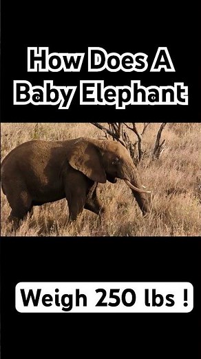 How Does a Baby Elephant Weigh 250lbs ! The Quiet Truth of Their Growth #shorts #facts #didyouknow
