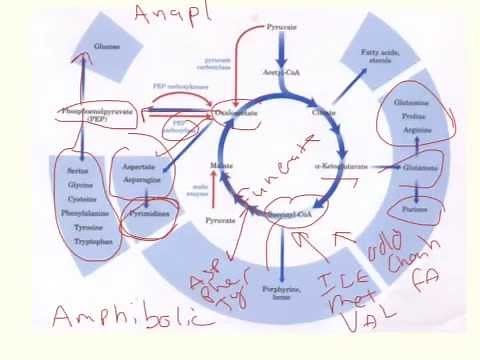 Anaplerotic and Cataplerotic Reactions in TCA cycle