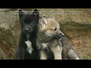 THE LARGEST WOLVES IN THE WORLD....THE MACKENZIE VALLEY WOLF!!!