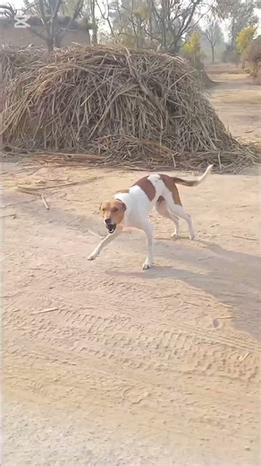 MY SECOND VLOG PLEASE SUPPORT ME SUBSCRIBE TO LIKE 👍 AND SHARE IT THANKS 😊