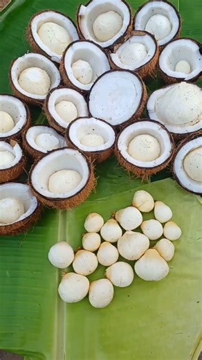 OrganicFarmer on Instagram: "Our Coconut oil is made from organically grown high quality matured coconuts which fall naturally when matured from the coconut tree. Hence some nuts ( one in hundred or so ) have already started to have sprout inside 💚 This gives a unique flavour to the oil💚💚 See Link in bio to order coconut oil 👍😊 These matured coconuts are broken & dried under sunlight until the kernels ( copras ) seperate out. The copras are then crushed & the oil is extracted by wood- press