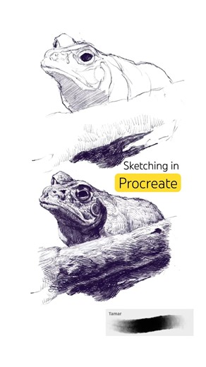 Drawing a cane toad in Procreate. Daily sketching in Singapore Zoo
