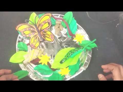 How to make life cycle of butterfly 🦋