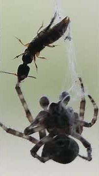 Spider in action: Trapping and cocooning its catch