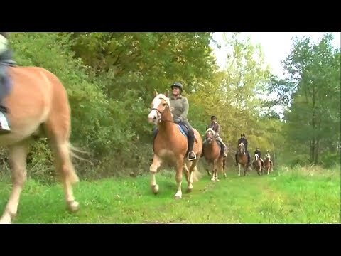 Ausreiten - Das Reiten im Gelände