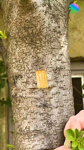Patch bud grafting trick | Between the Hammer