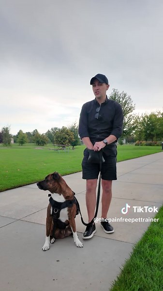 These mistake is why your dog is still pulling on the leash #creatorsearchinsights #dogtrainingforbeginners #dogtraining #puppytraining #dogsoftiktok