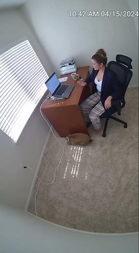 🐰 Bunny Sabotages Important Zoom Call