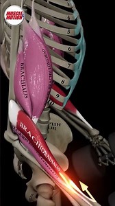 Hammer Curls: See Your Muscles in Action!