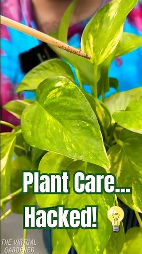 7 Genius Plant Hacks You Didn’t Know You Needed! 🌿💡