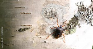 A Forest Bug Crawls Up A White Tree Bark From The Bottom To The Top