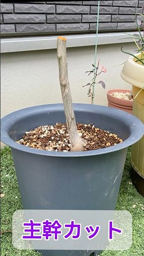 【すだち栽培】プランターに植え付けから初着果まで🍋