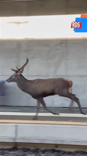 Un incontro magico che ha lasciato tutti a bocca aperta 🦌🚂 La stazione di Induno Olona, nel Varesotto, si è trasformata nel set di una scena degna di un documentario: un maestoso cervo è stato ripreso mentre correva a tutta velocità proprio sui binari, precedendo di pochi metri l'arrivo di un treno. Il video, che sta facendo il giro dei social, mostra l'eleganza selvaggia dell'animale che sfida la velocità del convoglio in una sorta di insolita gara. Fortunatamente, la prontezza del macchinist