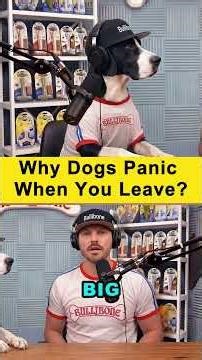 Why Does My Dog Panic When I Leave? 🏠 | Separation Anxiety In Dogs | How To Help Your Dog Feel Safe