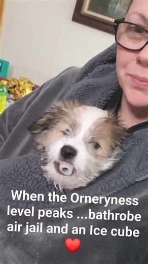 When the Orneryness level peaks ...bathrobe air jail and an Ice cube❤ #chinoandstash #puppylove