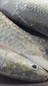 101K views · 1.5K reactions | Hilsha ilish fish #fishing #fishinglife #riverfishing | Md Mohsin Rana | Facebook