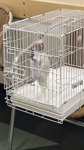 How Coco celebrates being adopted 😎 by her Foster Mom | Lucky Lou and Coco Too