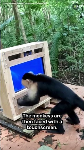 How AI Is Revealing The Secret Lives Of Wild Monkeys