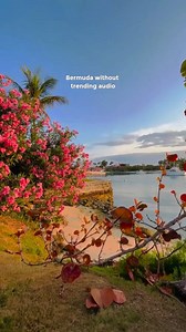 890 reactions · 84 shares | The sweet sounds of Bermuda  Which one's your favourite? 1️⃣ Bermuda tree frogs and kiskadees 2️⃣ Gombeys whistles and drums 3️⃣ Horns at Cup Match 4️⃣ Ocean waves 5️⃣ Steelpan drums #GoToBermuda | Bermuda Tourism | Facebook