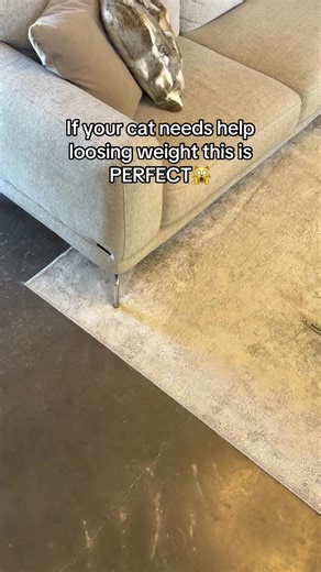 Get yours using the link in our bio! #cats #cattoys #fyp #kitten