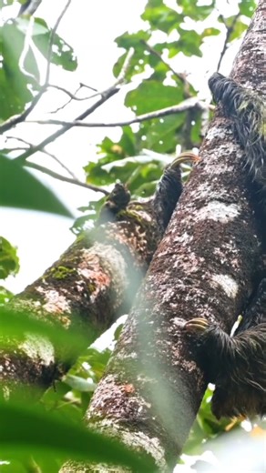 #Sloth #ThreeToedSloth #Symbiosis | Ghorial Bangla