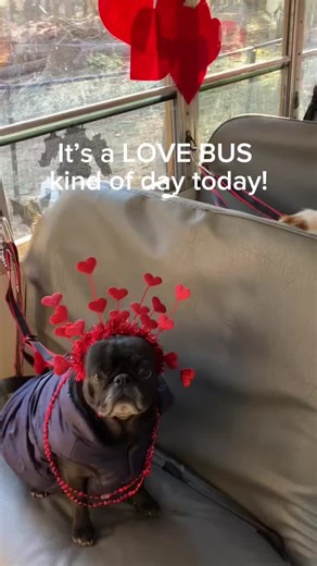 Fiesta de San Valentín para Perros con los Conejitos