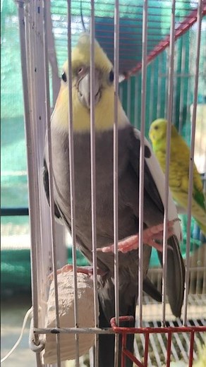 Watch This Excited Cockatiel Explode with Joy! 🎉❤️|#birds
