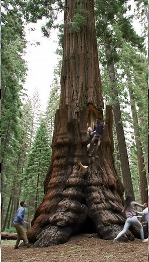Tree CRUSHES People in Sudden Wind Storm! Narrow Escapes & Tragic Moments Caught on Camera
