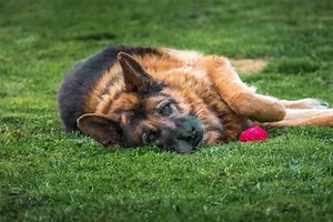 Why Is My German Shepherd Sleeping On Its Back? 4 Reasons!
