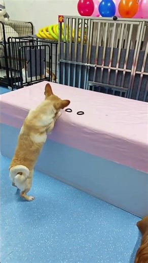 Aim and kill instantly. The top sniper hidden in the dog star, the ball is waiting for you to chall