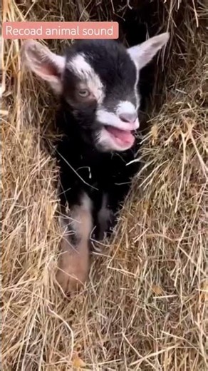 Cute Baby Goats Screaming! 😂🐐 | So Adorable #babygoats #cuteanimals #shorts #funnygoats #funnycute