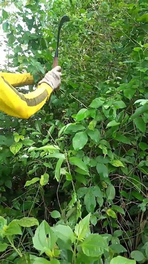 Every wild grass has potential when farmers know its role in feeding systems.#farming