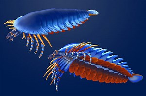 500-Million-Year-Old Fossil Identified as Oldest Known Chelicerate | Sci.News