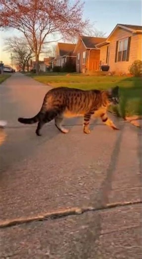 Cat Guides Lost Puppy Home Like a True Hero 🐱🐶❤️