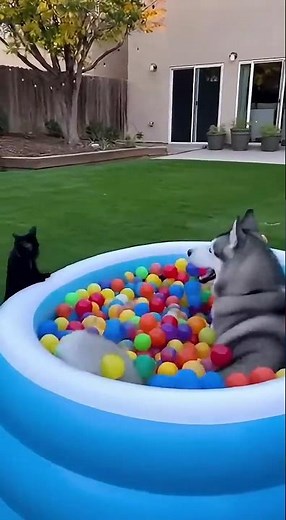 🫧🐶🐱 Giant Bubble Storm in the Backyard?! Husky & Cat Lose Their Minds!🌈 #husky#cat #siberianhusky