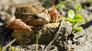 Kodok Halal atau Haram? Simak Pandangan Para Ulama