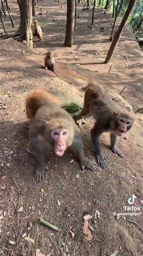 Man scaring monkey with Chinese song 🇨🇳 #monkey #tiktok #prank #singing #china #scare #funny #short