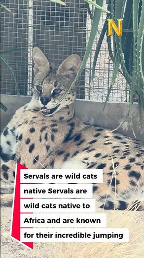 Serval Up Close 🐆 African Wild Cat in Stunning Detail