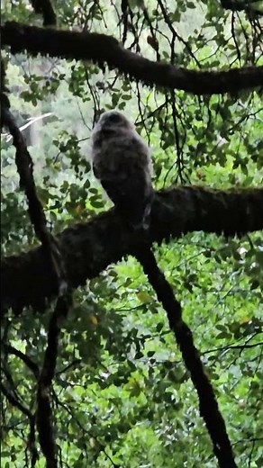 Spotted Owls - See My Channel ‪@OldSoulOutdoors‬ #wildlife #herping #hiking #hunting #birdsofprey