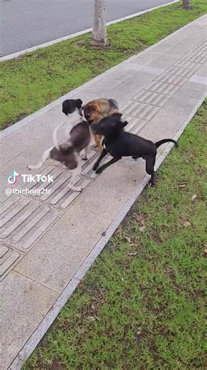 Adsu Adane (@adsu.adane)’s videos with original sound - Adsu Adane