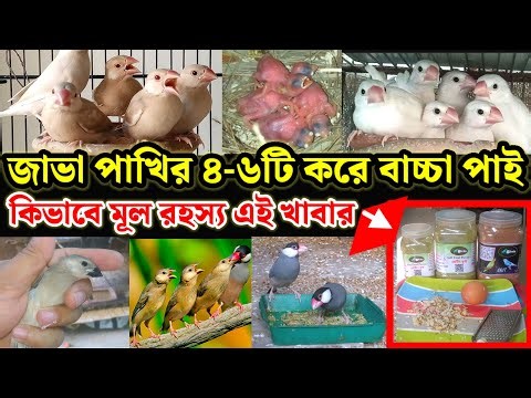 জাভা পাখির কলোনি ৪-৬টি করে বাচ্চা পাই কিভাবে মূল রহস্য কি || java colony setup || Birds of village